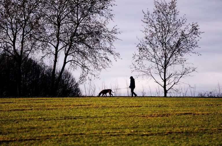 Qu’est-ce qu’un promeneur de chien ?