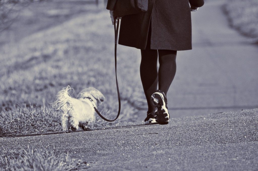 woman, walking, dog