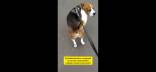 Apprendre la marche en laisse